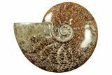 Polished Ammonite (Cleoniceras) Fossil - Madagascar #265338-1